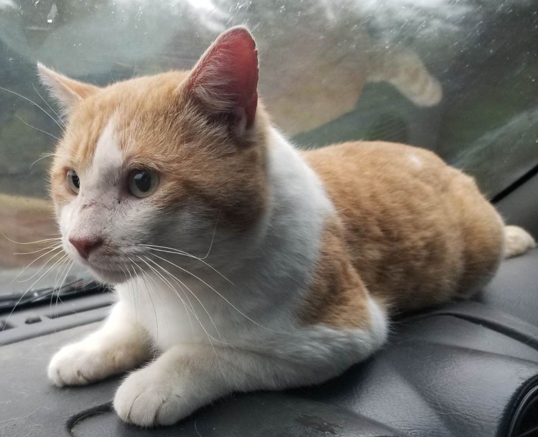 Enlarge Timmy , an adoptable Domestic Short Hair in Ellijay, GA image 2/5