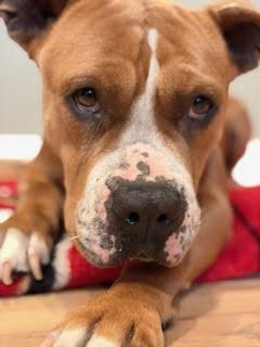 Enlarge Chloe , a ADOPTABLE Pit Bull Terrier in Sun Valley, CA image 3/6