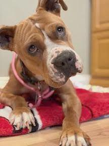 Enlarge Chloe , a ADOPTABLE Pit Bull Terrier in Sun Valley, CA image 2/6