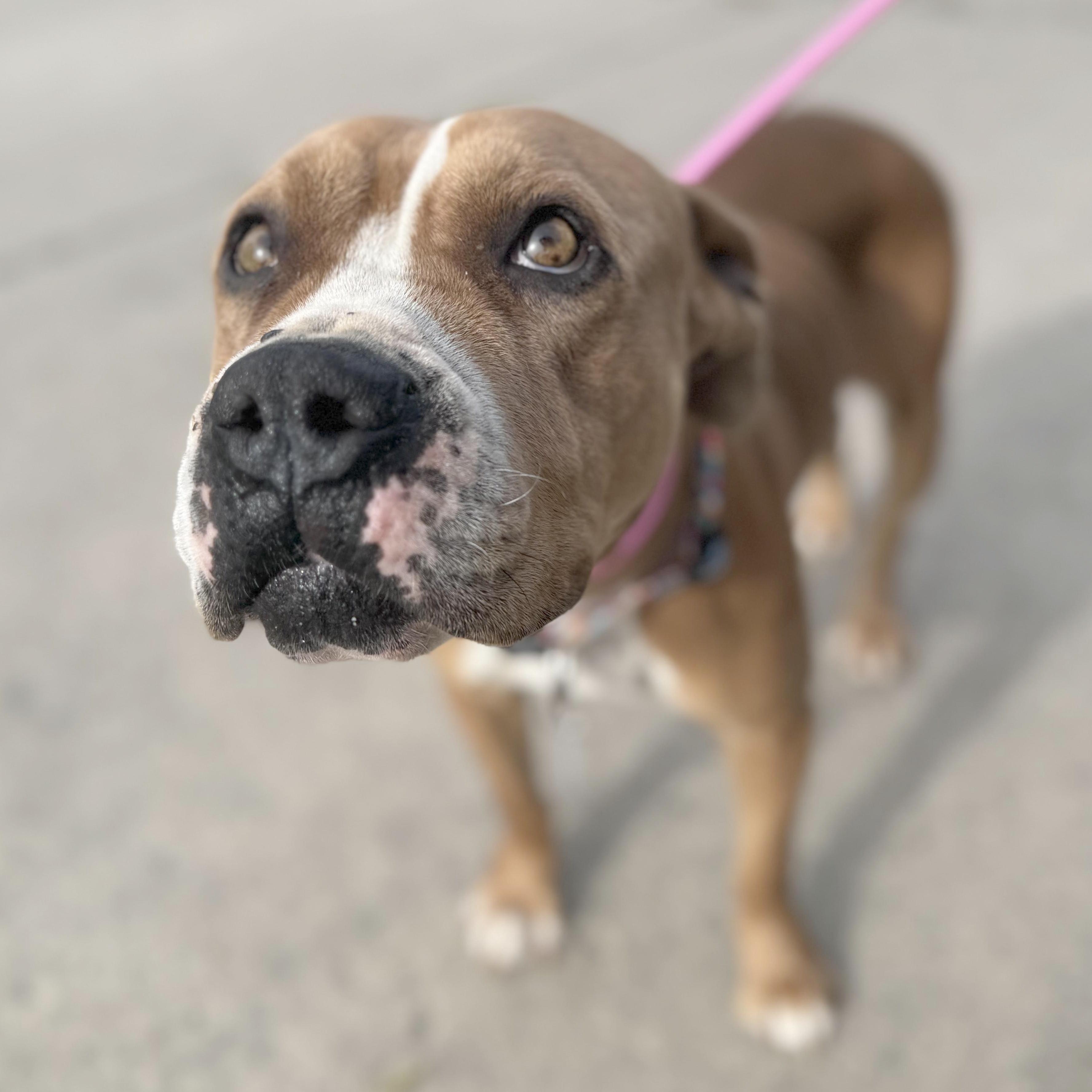 Enlarge Chloe , a ADOPTABLE Pit Bull Terrier in Sun Valley, CA image 5/6