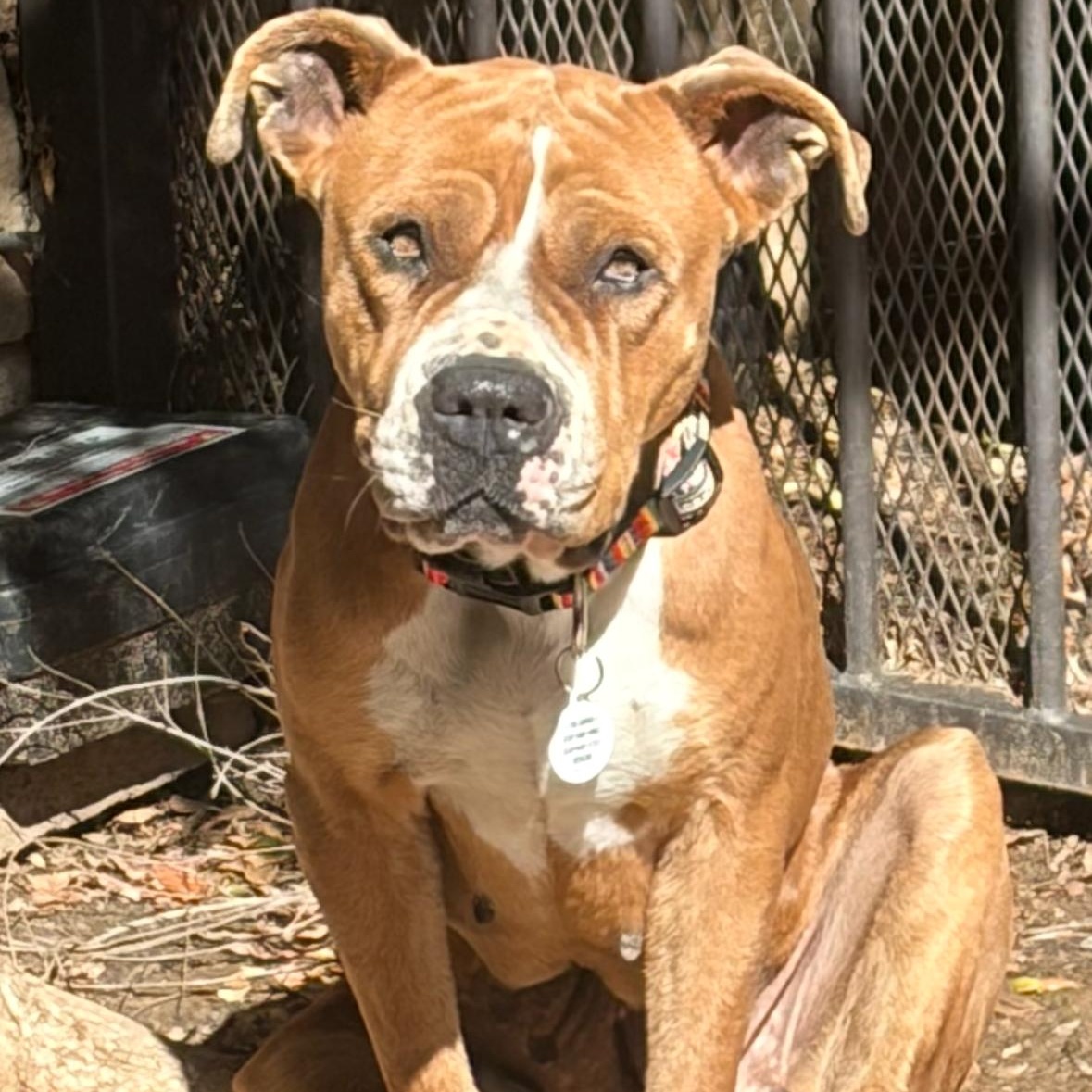 Chloe , ADOPTABLE, Adult Female Pit Bull Terrier.