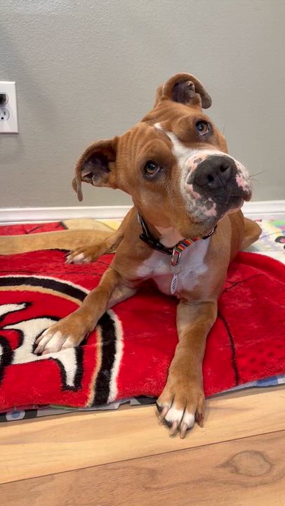 Enlarge Chloe , a ADOPTABLE Pit Bull Terrier in Sun Valley, CA video 6/6