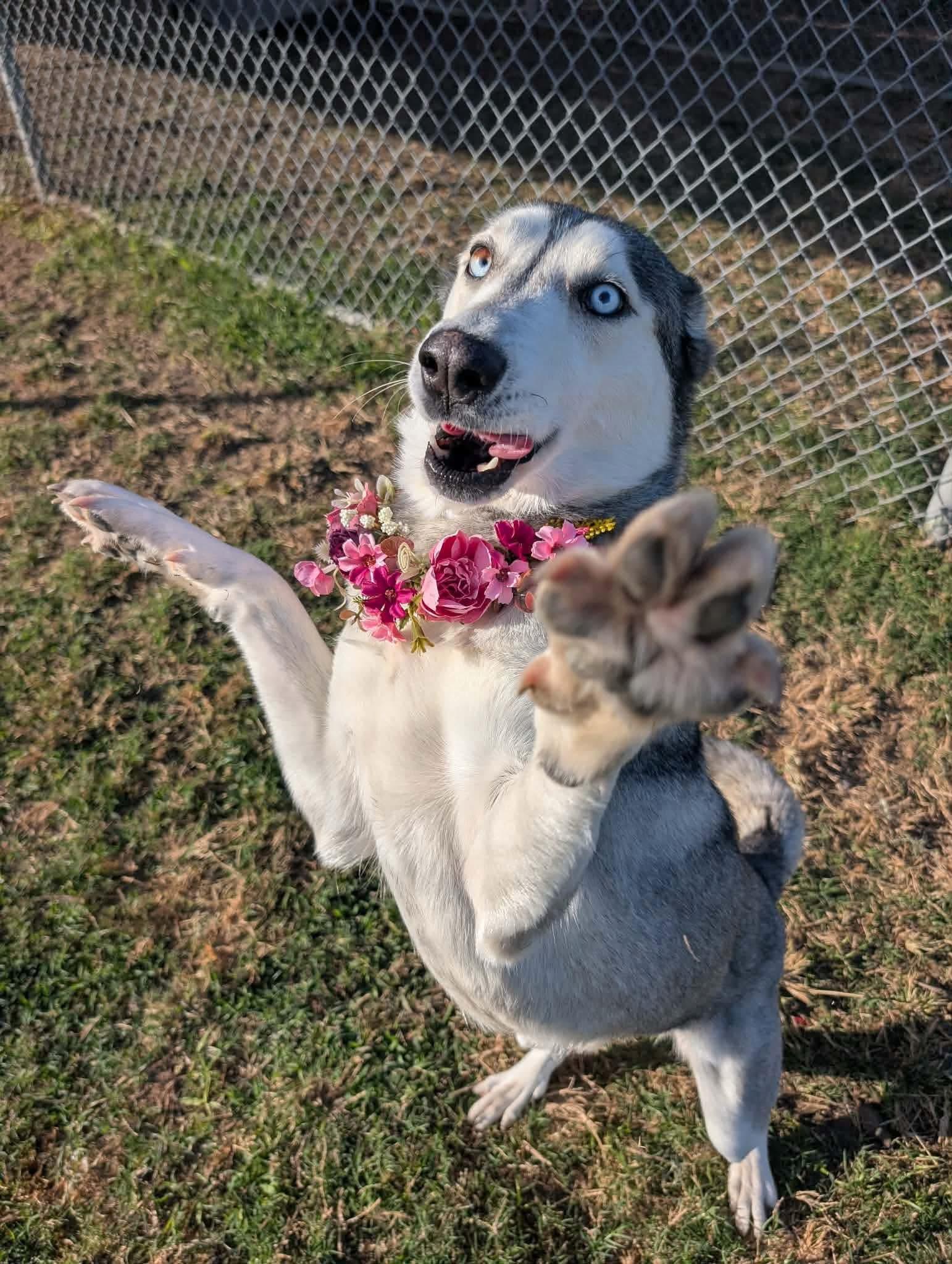 Enlarge Frosty, a ADOPTABLE Husky in Tallahassee, FL image 2/5