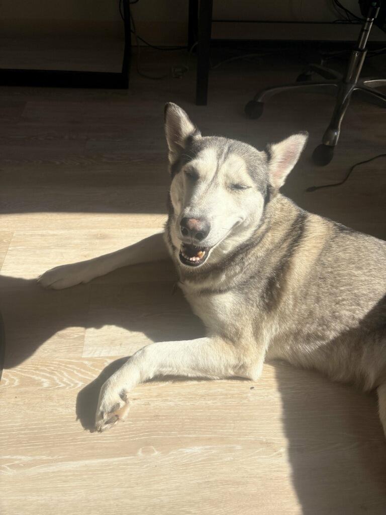 Enlarge Frosty, a ADOPTABLE Husky in Tallahassee, FL image 3/5