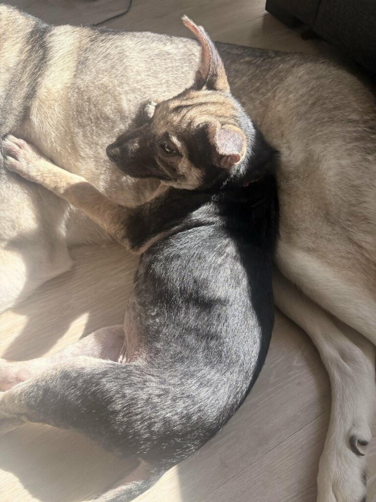 Enlarge Frosty, a ADOPTABLE Husky in Tallahassee, FL image 4/5