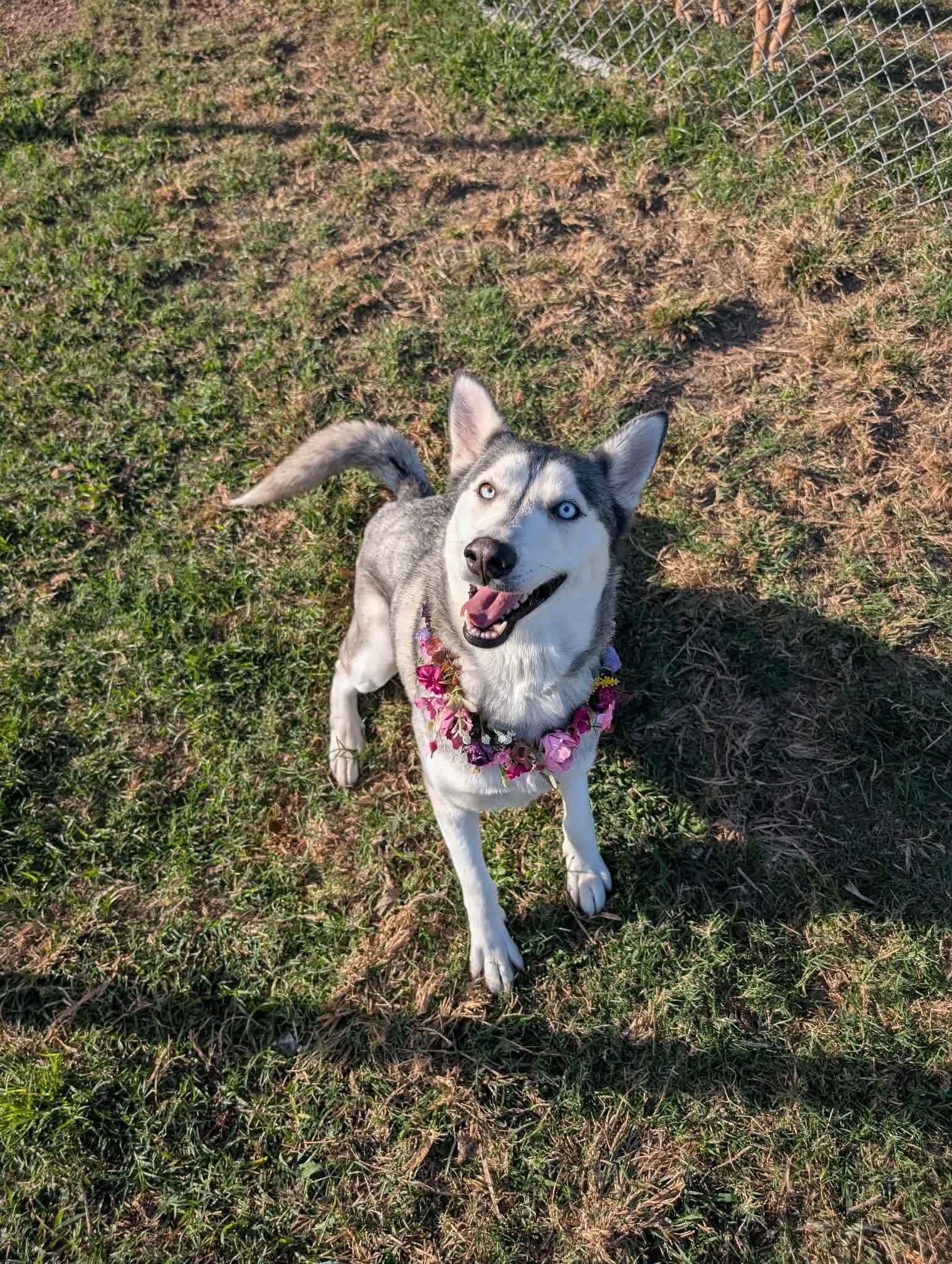 Enlarge Frosty, a ADOPTABLE Husky in Tallahassee, FL image 5/5