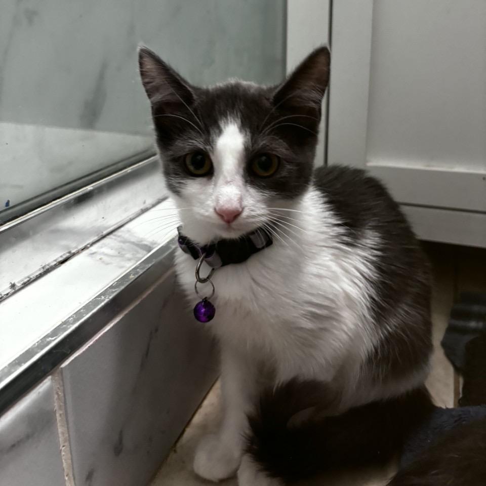 Enlarge Plum Pudding, a Adoptable Domestic Short Hair in Westminster, CA image 1/2