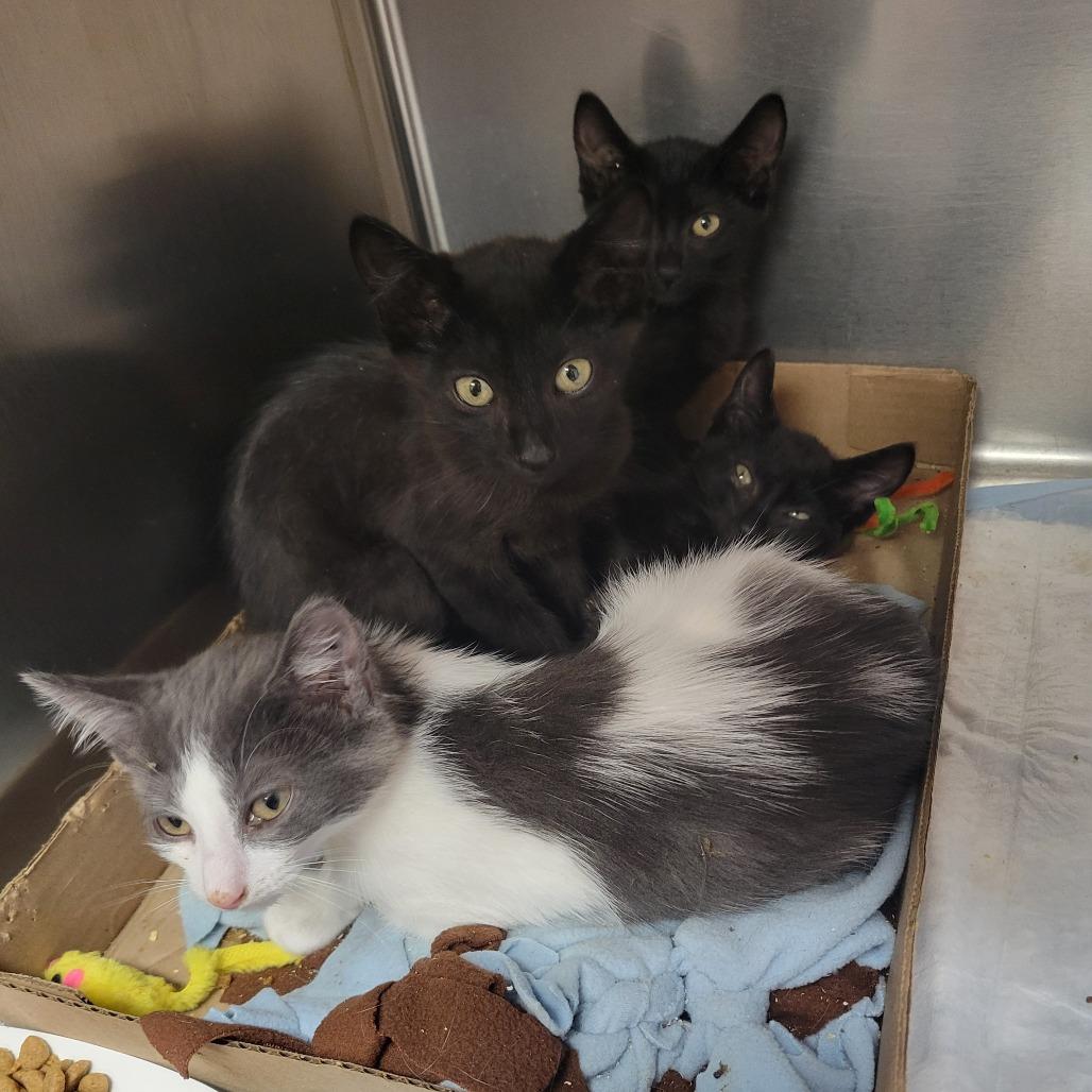Enlarge Plum Pudding, a Adoptable Domestic Short Hair in Westminster, CA image 2/2