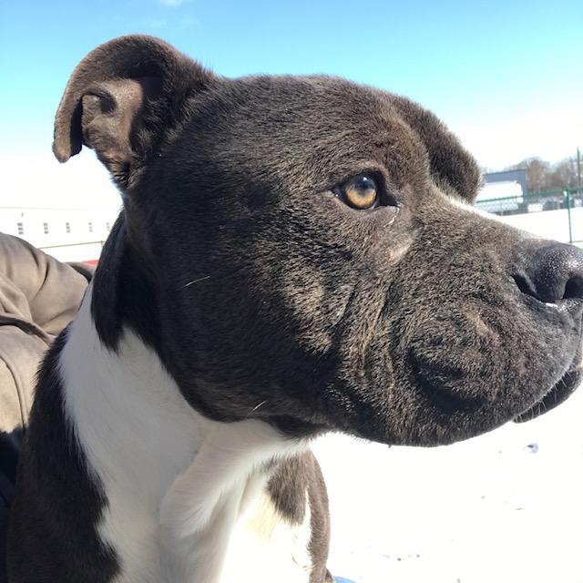 Morpheus, Adoptable, Adult Male Pit Bull Terrier.