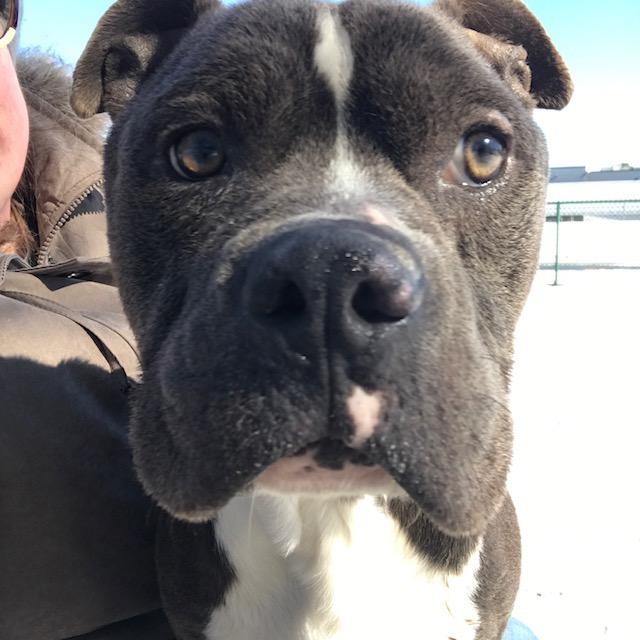 Enlarge Morpheus, a Adoptable Pit Bull Terrier in Little Rock, AR image 2/4