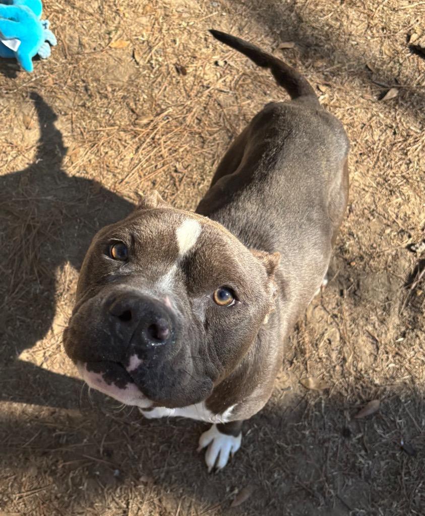 Enlarge Morpheus, a Adoptable Pit Bull Terrier in Little Rock, AR image 4/4
