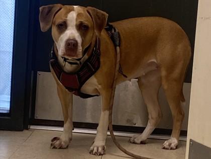 Snuggles, Adoptable, Adult Female Pit Bull Terrier & Mixed Breed.