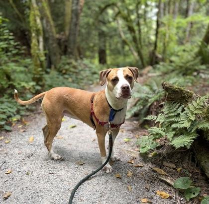Snuggles, Adoptable, Adult Female Pit Bull Terrier & Mixed Breed.