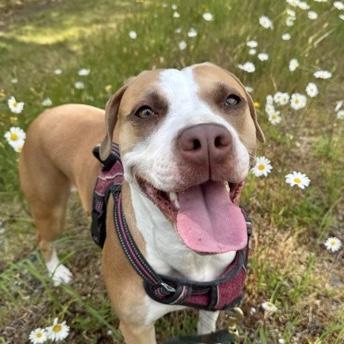 Enlarge Snuggles, a Adoptable mixed breed in Burlington, WA image 2/3
