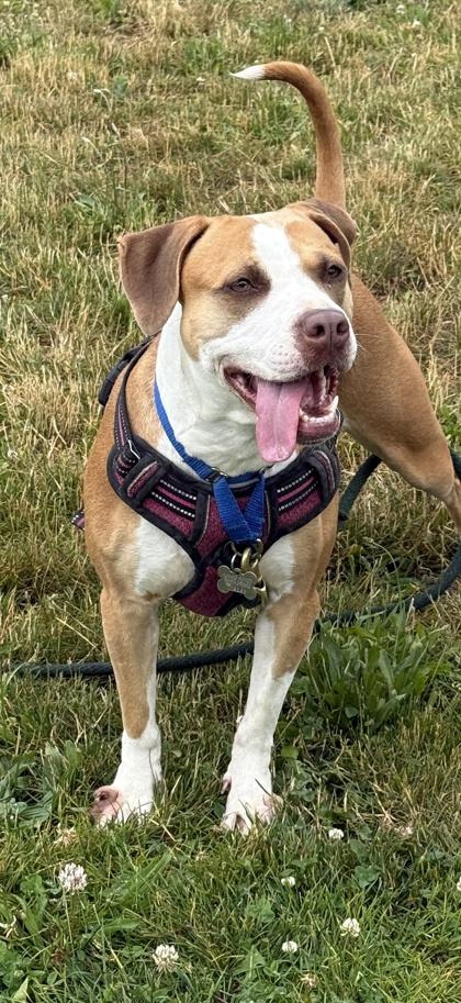 Enlarge Snuggles, a Adoptable mixed breed in Burlington, WA image 3/3