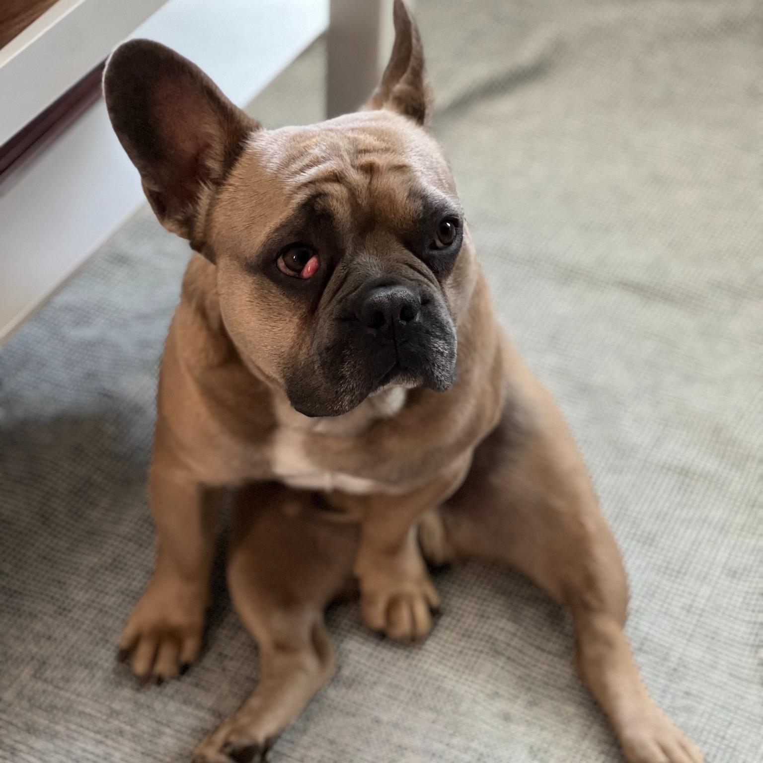 Miles, an adoptable French Bulldog in Calgary, AB image 2/4