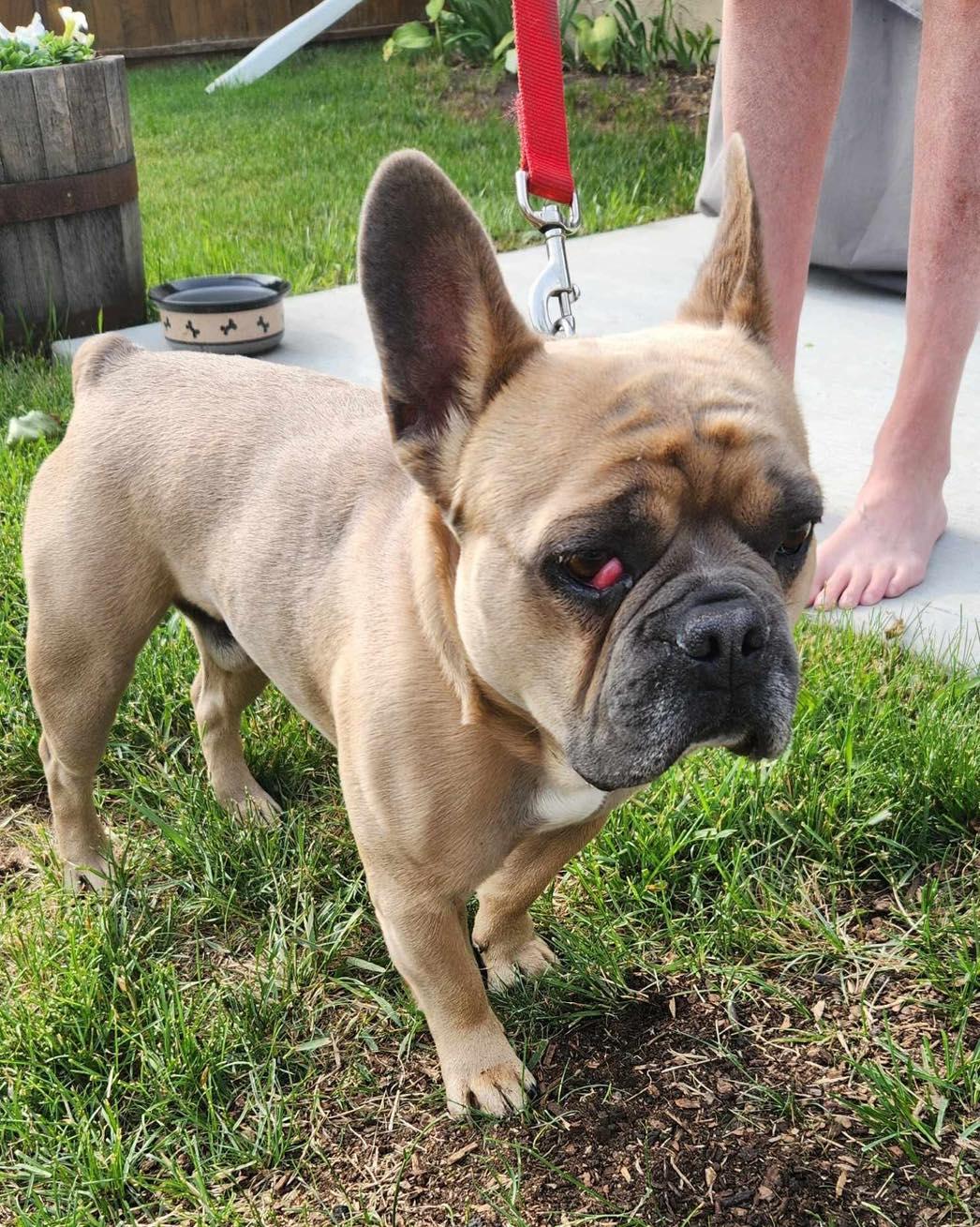 Miles, an adoptable French Bulldog in Calgary, AB image 3/4