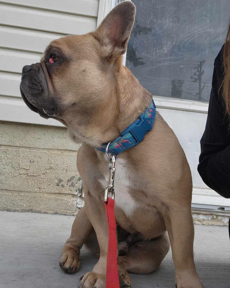 Miles, an adoptable French Bulldog in Calgary, AB image 4/4