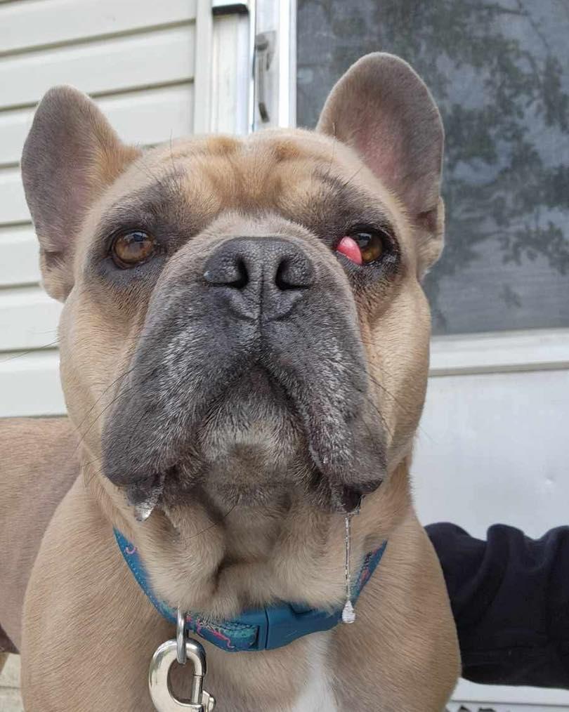 Miles, an adoptable French Bulldog in Calgary, AB image 1/4