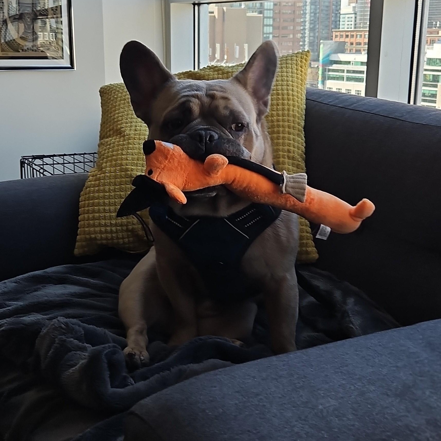 Miles, adoptable, Adult Male French Bulldog.