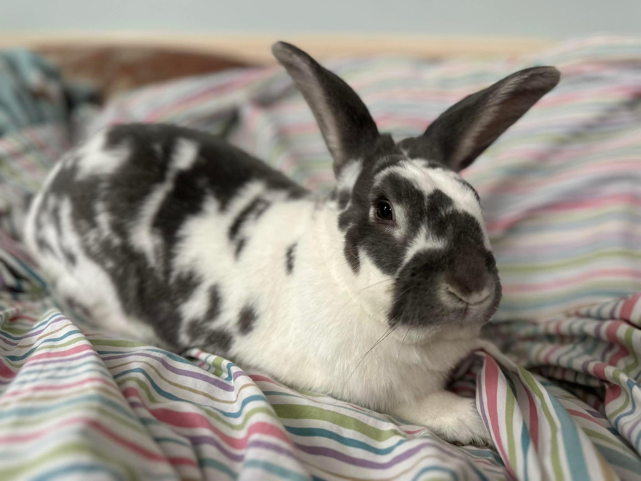 Bear, an adopted Bunny Rabbit in Portland, ME image 3/6