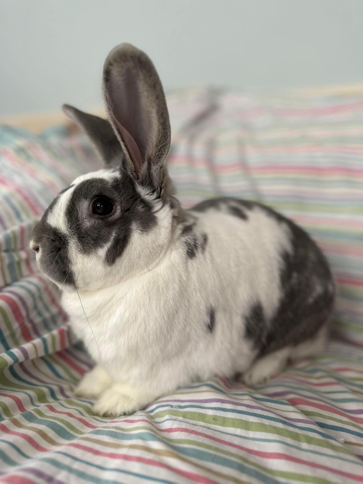 Bear, adopted, Adult Male Bunny Rabbit.