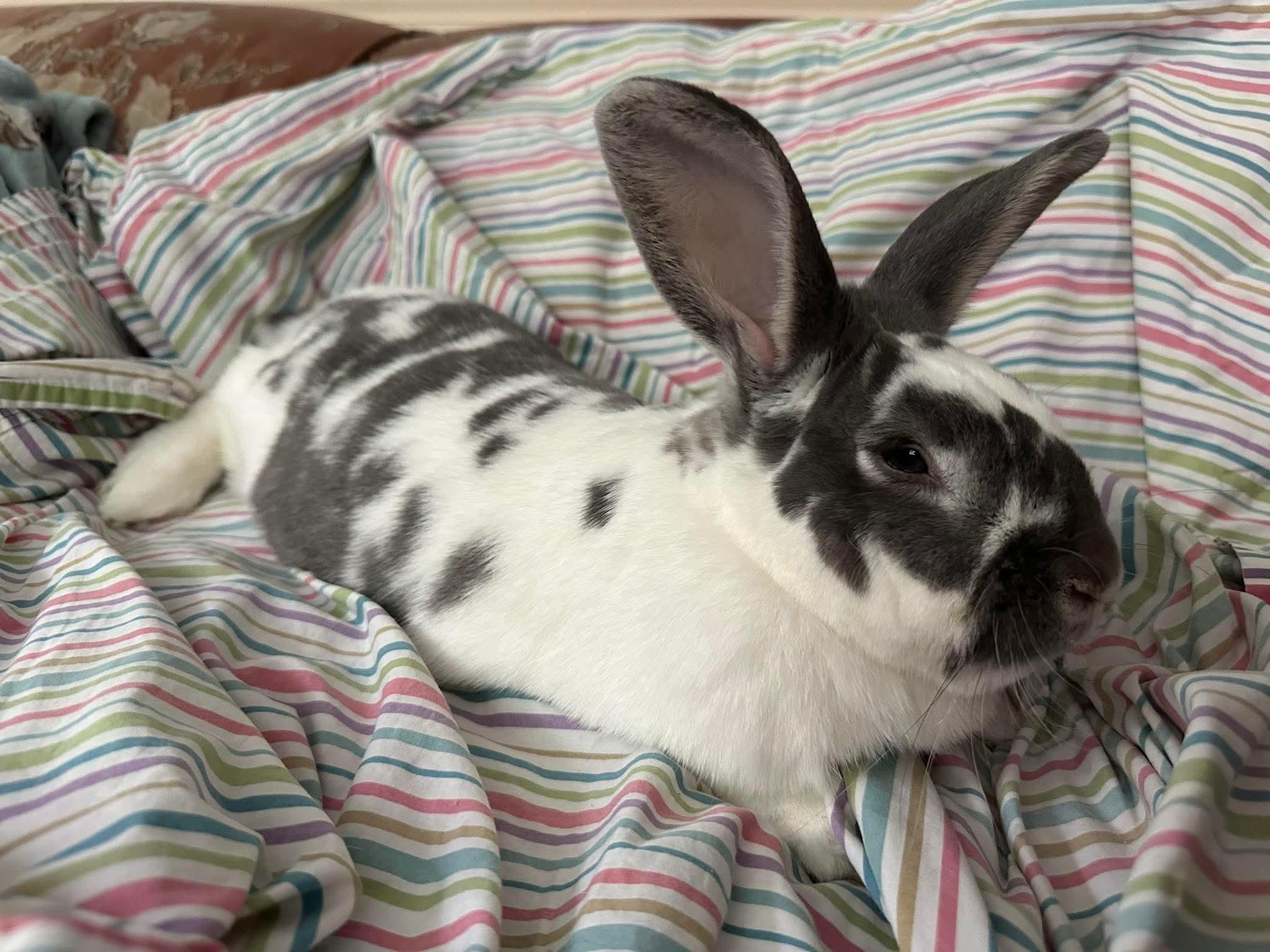Bear, an adopted Bunny Rabbit in Portland, ME image 5/6