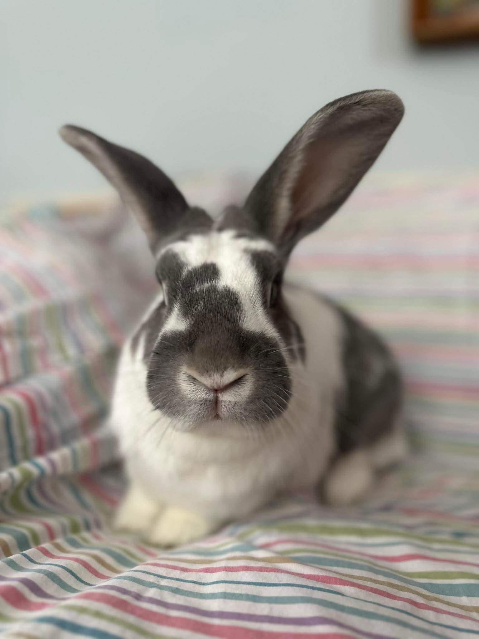 Bear, an adopted Bunny Rabbit in Portland, ME image 2/6