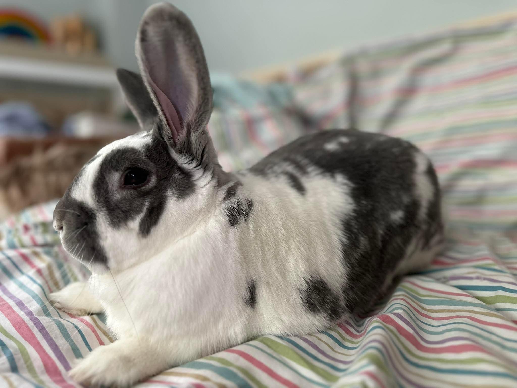 Bear, an adopted Bunny Rabbit in Portland, ME image 6/6
