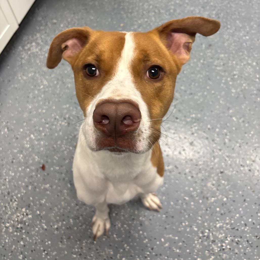 Woody, Adoptable, Adult Male Mixed Breed.