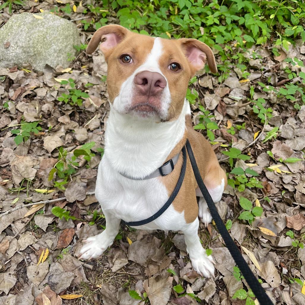 Enlarge Woody-Foster, a Adoptable Mixed Breed in Grand Rapids, MI image 2/6