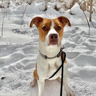 Enlarge Woody-Foster, a Adoptable Mixed Breed in Grand Rapids, MI image 5/6