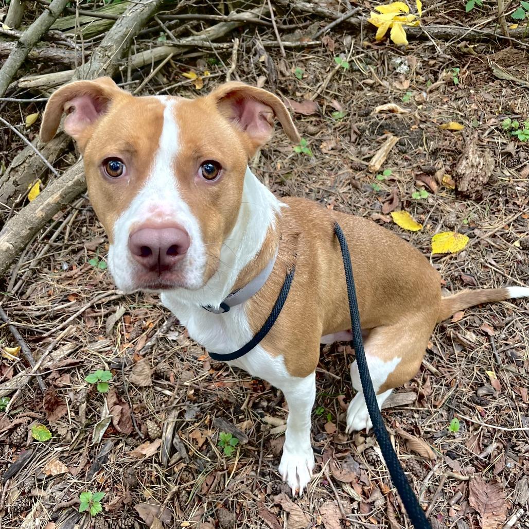 Enlarge Woody-Foster, a Adoptable Mixed Breed in Grand Rapids, MI image 6/6