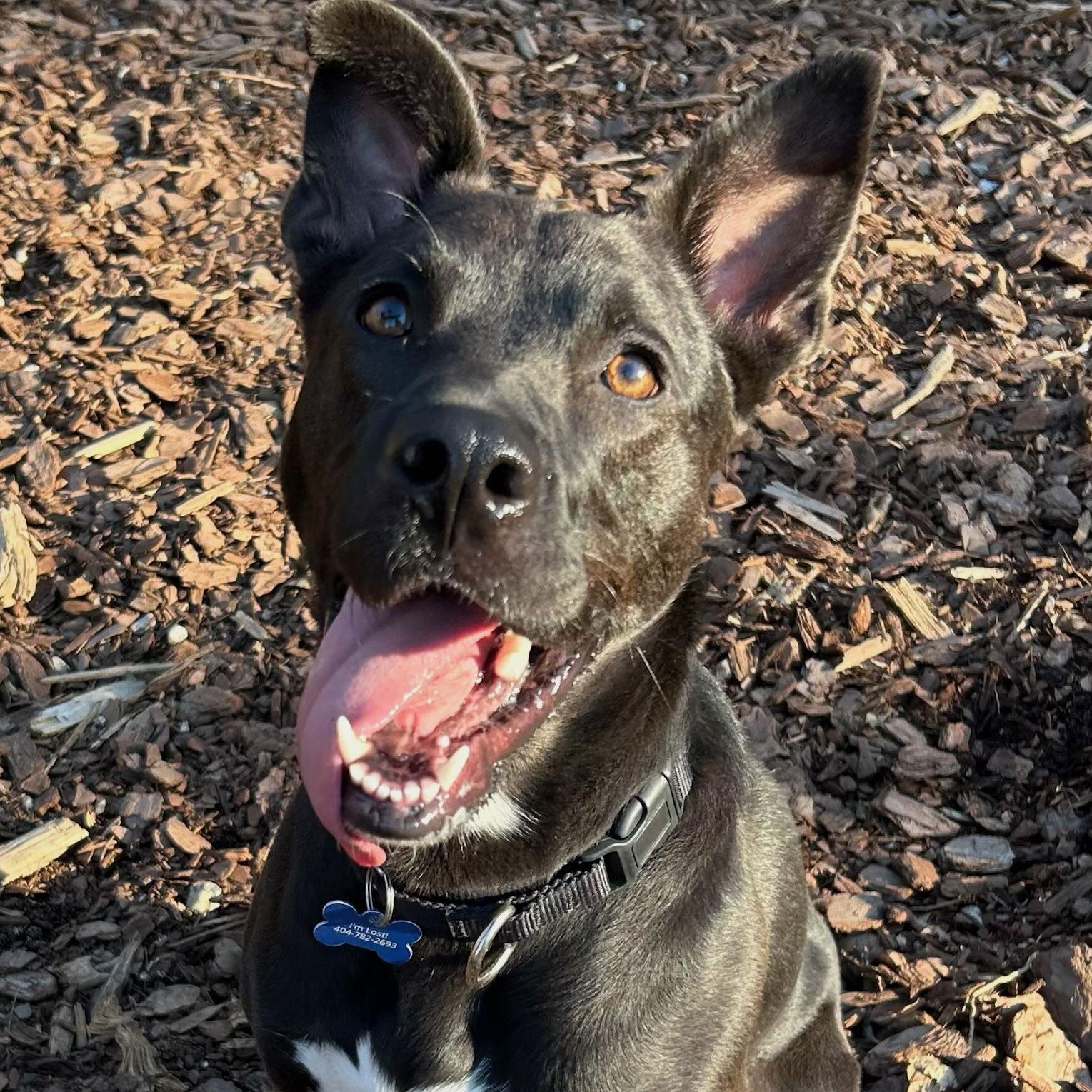 Mavi, Adoptable, Young Female Shepherd & Border Collie.