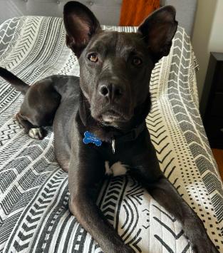 Enlarge Mavi, a Adoptable mixed breed in Decatur, GA image 2/3