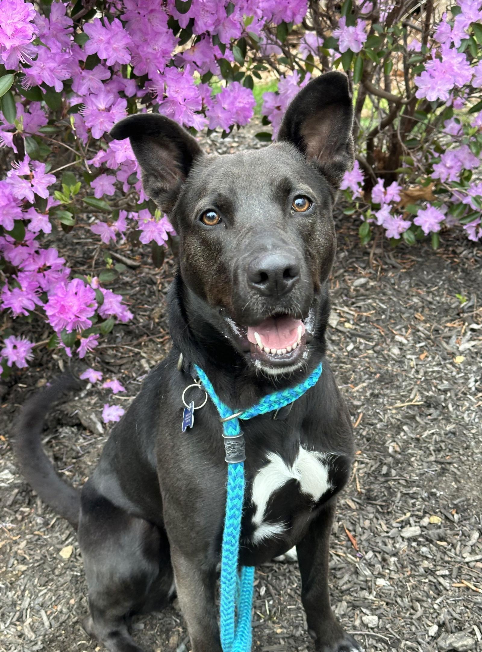 Mavi FOSTER NEEDED TOO!, a Adoptable mixed breed in Decatur, GA image 1/3