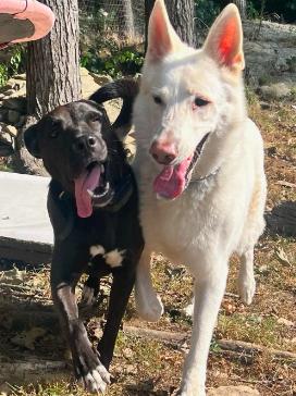 Enlarge Mavi *FOSTER NEEDED TOO!, a Adoptable mixed breed in Decatur, GA image 1/3