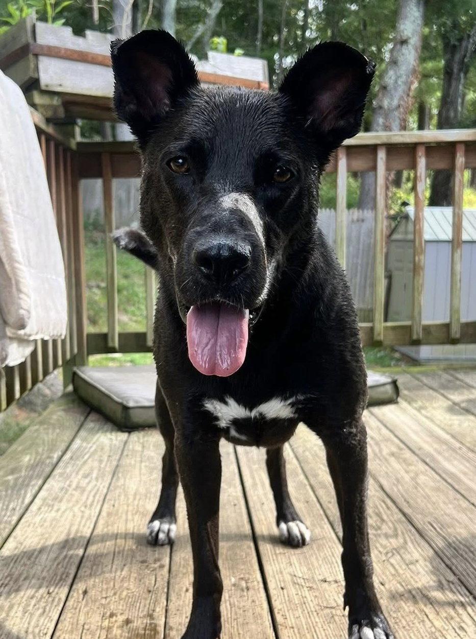 Mavi NEEDS FOSTER TOO, a Adoptable mixed breed in Decatur, GA image 1/3