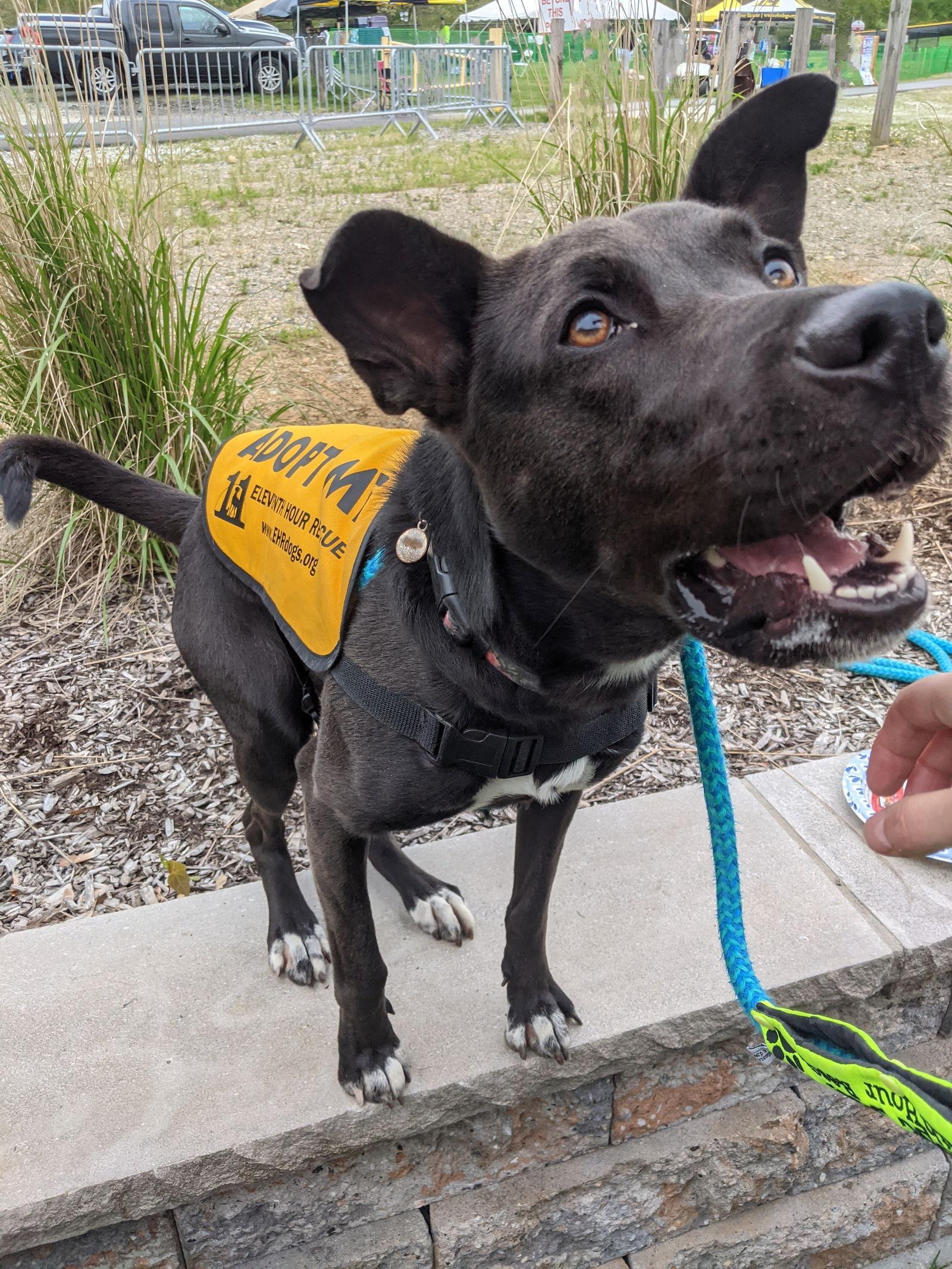 Mavi FOSTER NEEDED TOO!, a Adoptable mixed breed in Decatur, GA image 2/3