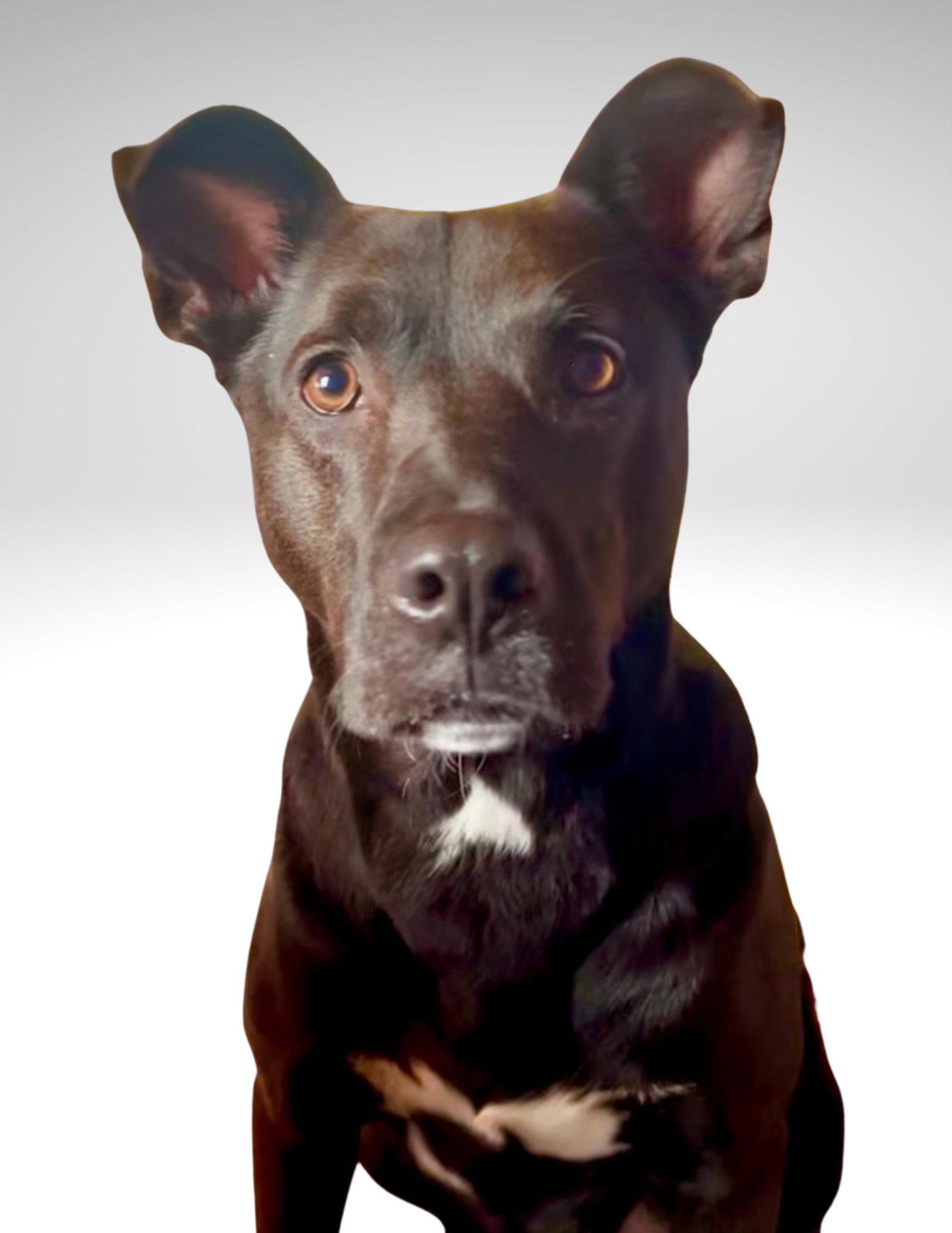 Mavi NEEDS FOSTER TOO, a Adoptable mixed breed in Decatur, GA image 3/3