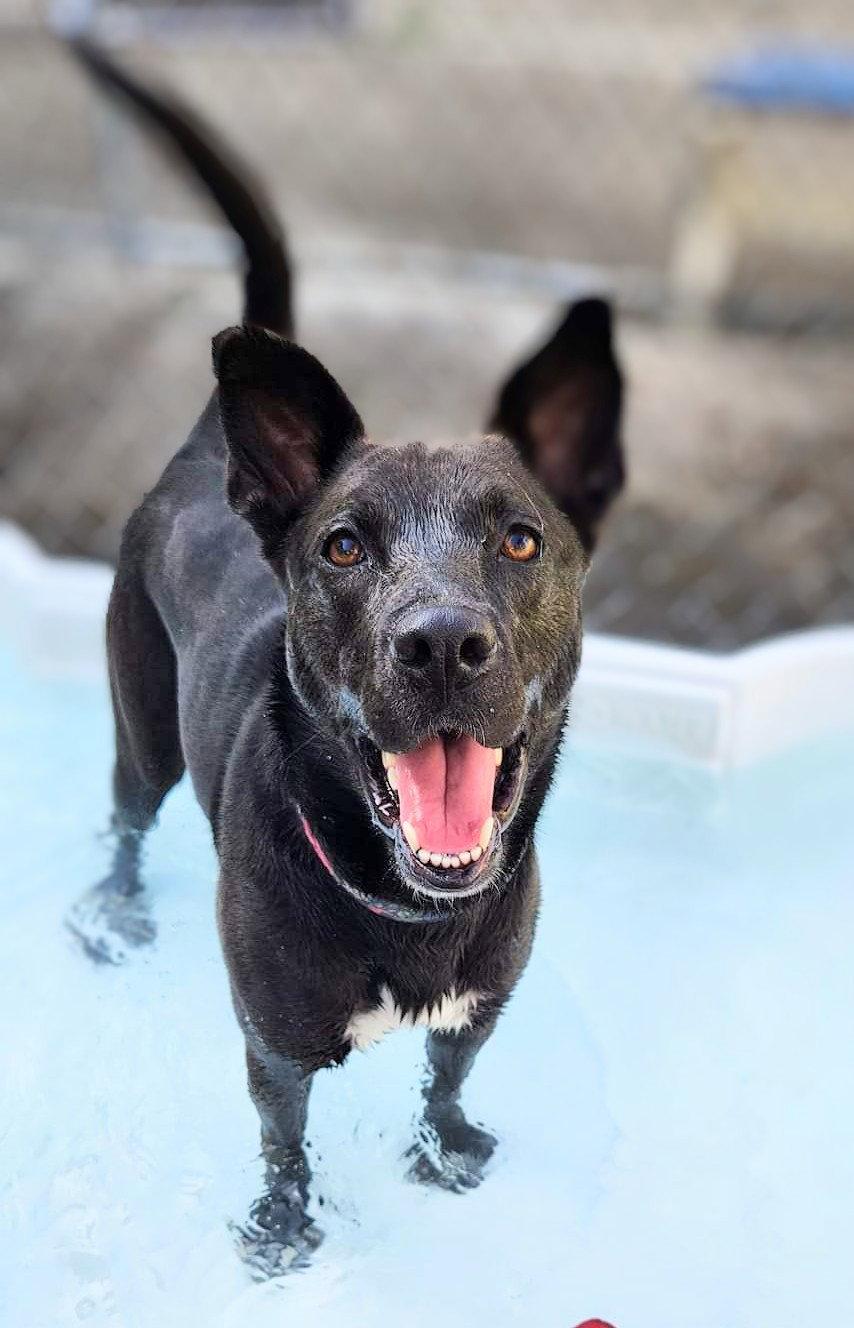 Mavi FOSTER NEEDED TOO!, a Adoptable mixed breed in Decatur, GA image 3/3