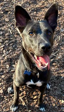 Enlarge Mavi, a Adoptable mixed breed in Decatur, GA image 3/3