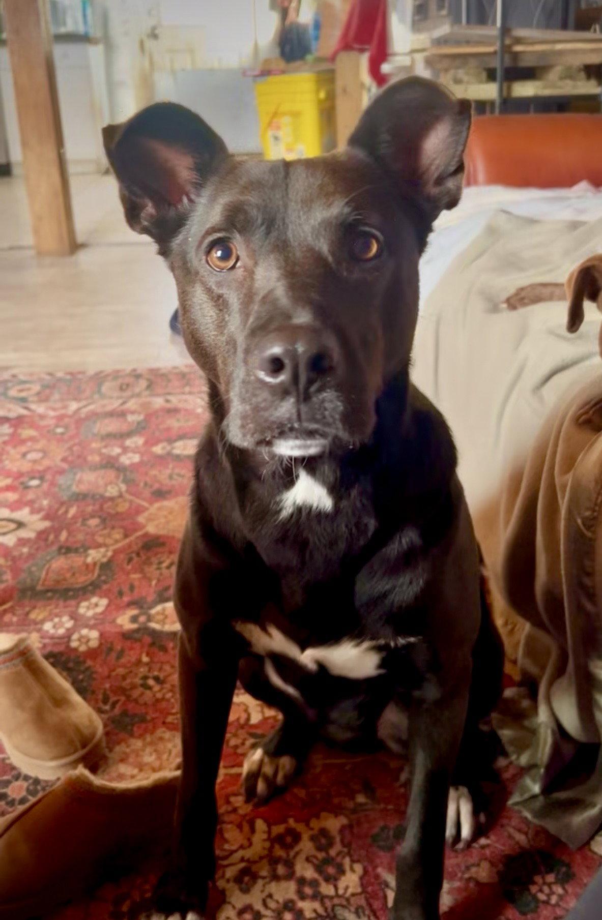Enlarge Mavi *FOSTER NEEDED TOO!, a Adoptable mixed breed in Decatur, GA image 3/3