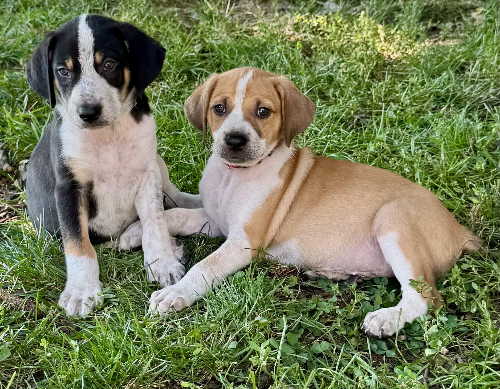 Enlarge LIBERTY the Puppy, a ADOPTABLE mixed breed in Media, PA image 4/4