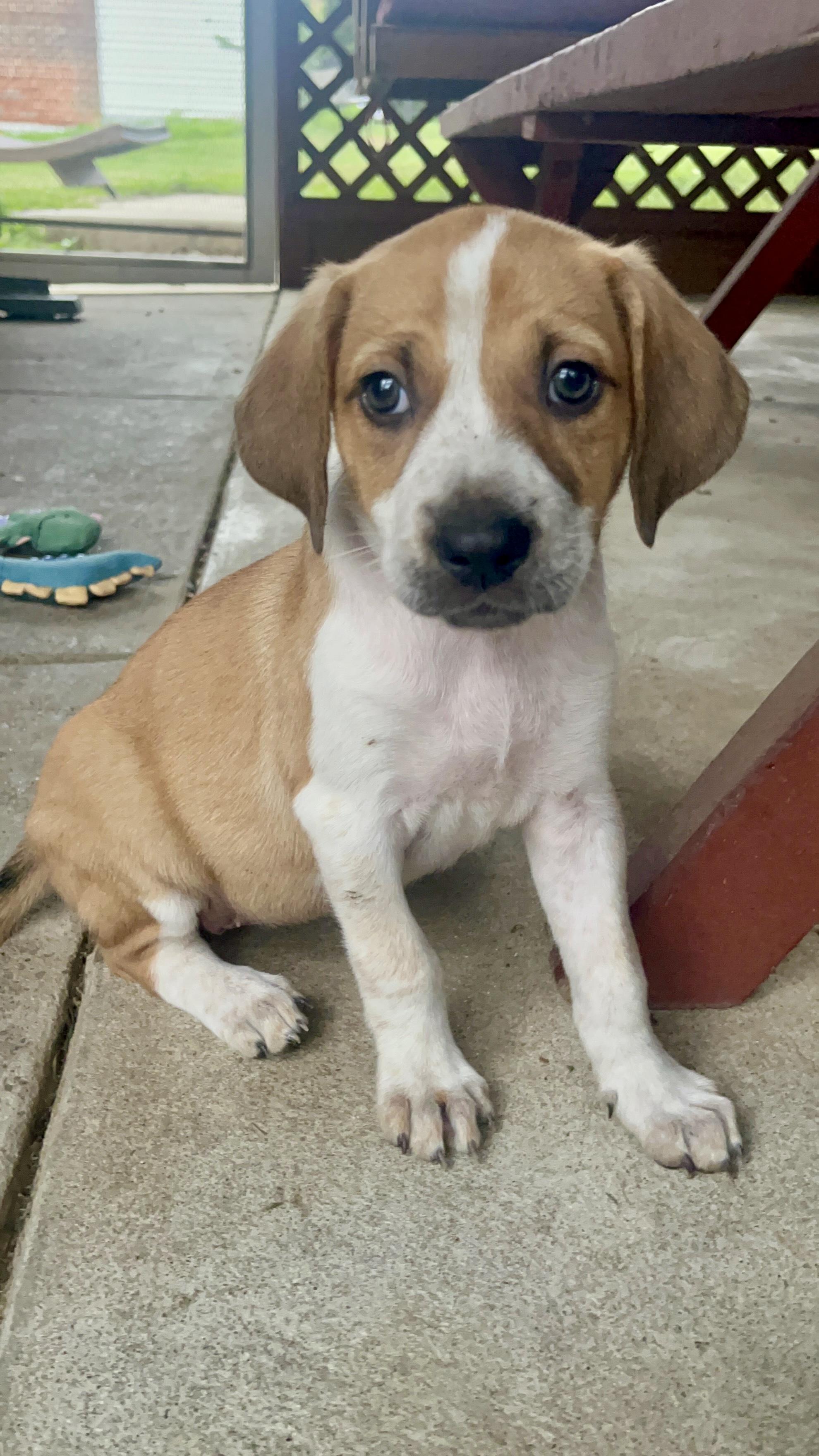 LIBERTY the Puppy, ADOPTABLE, Puppy Female Hound & Australian Shepherd.