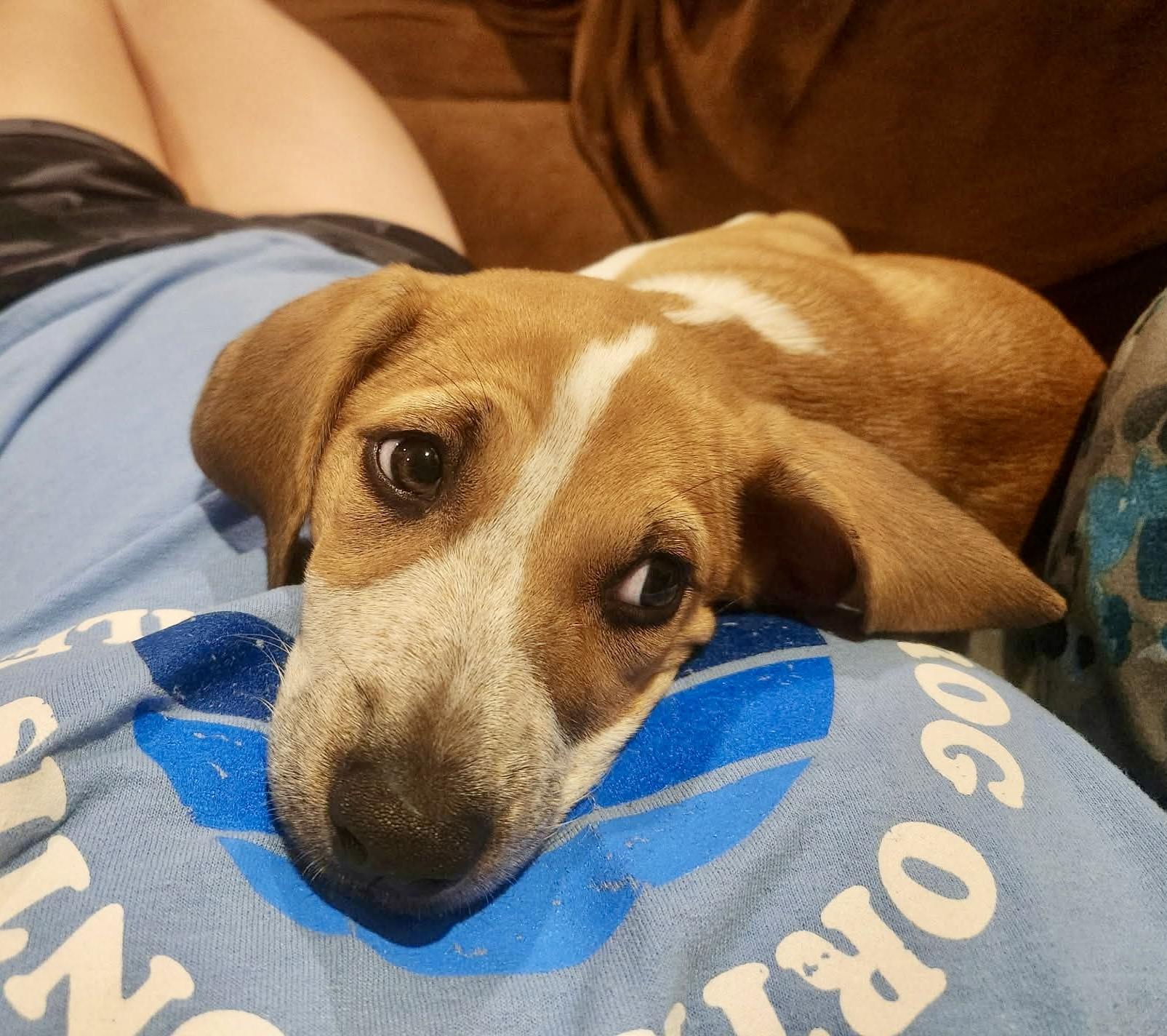 LIBERTY the Puppy, ADOPTABLE, Puppy Female Hound.