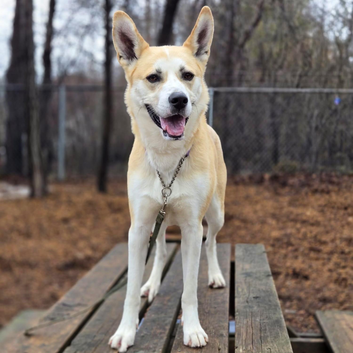 Enlarge Missy, a ADOPTABLE Mixed Breed in Collingwood, ON image 1/1