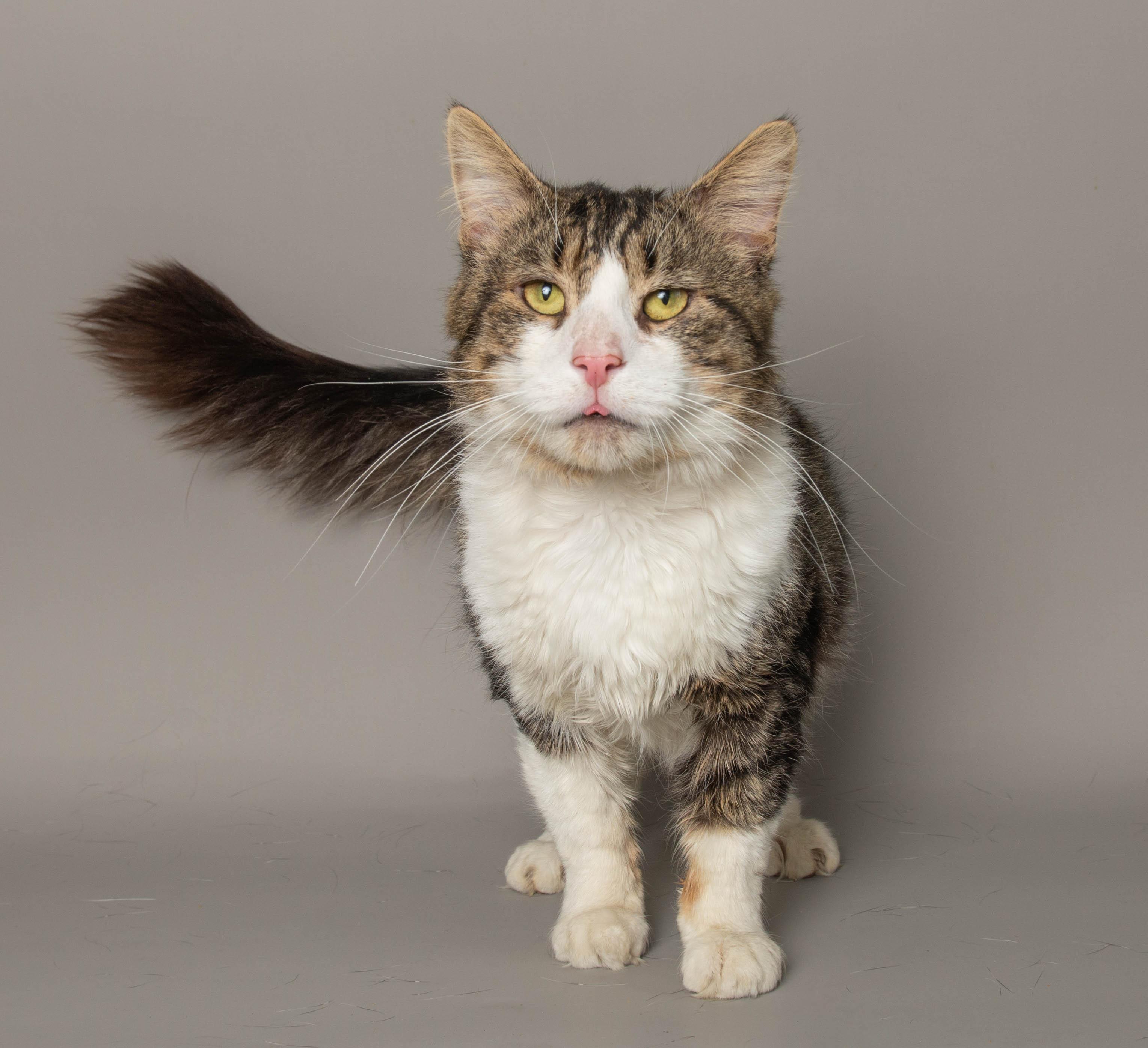 Enlarge TONY STARK, a ADOPTABLE Domestic Short Hair in Wyandotte, MI image 2/4