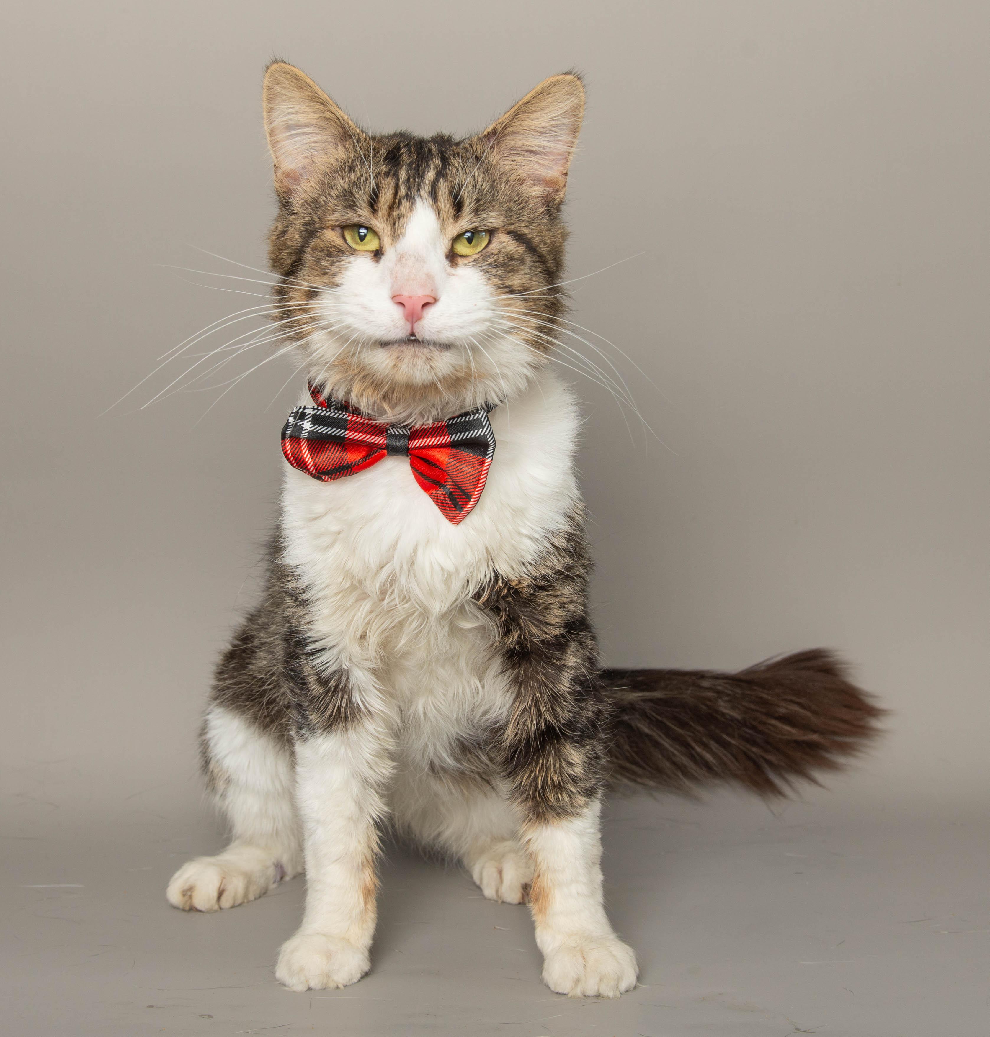 TONY STARK, ADOPTABLE, Adult Male Domestic Short Hair.