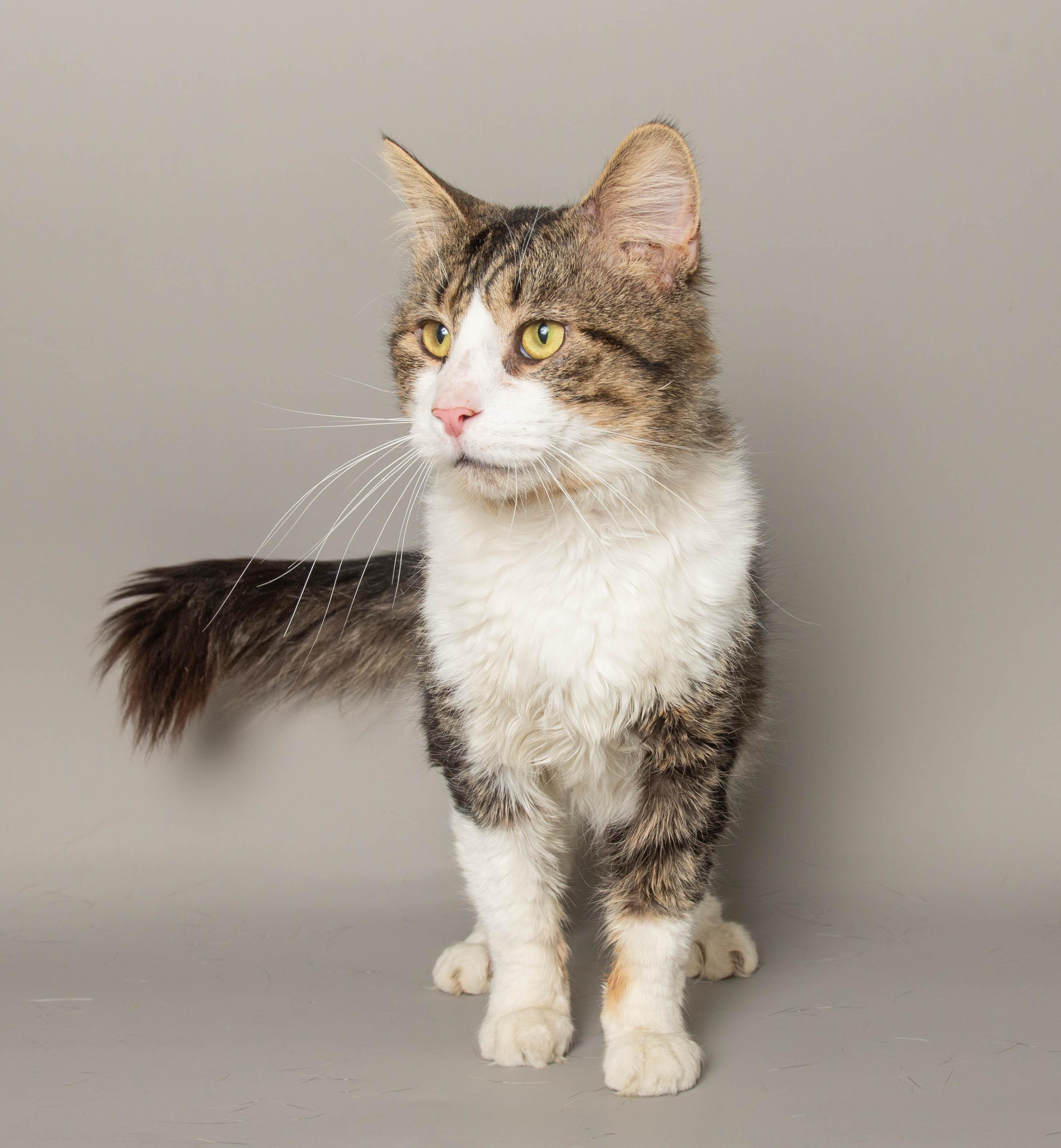 Enlarge TONY STARK, a ADOPTABLE Domestic Short Hair in Wyandotte, MI image 3/4